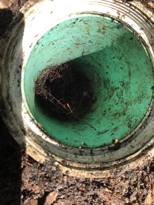 Looking down an opened green access riser with fine root growth coming through the wall